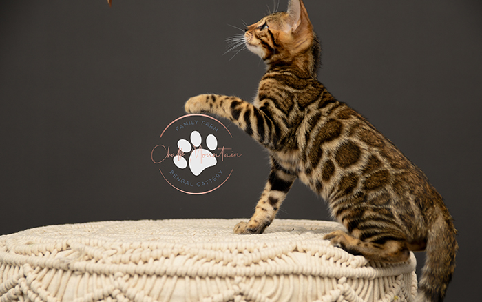 Bengal kitten for sale near me